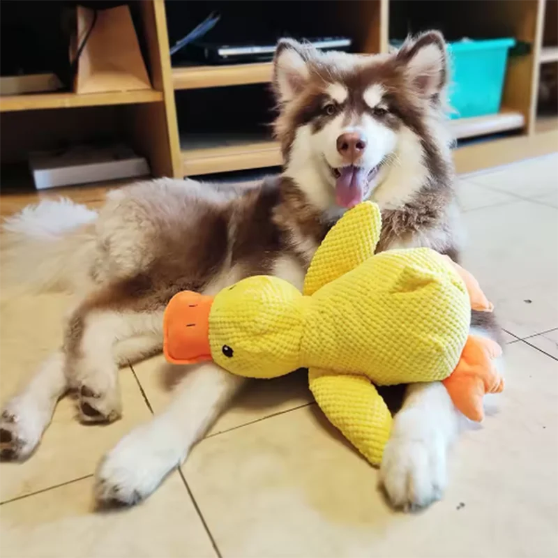 Calming Duck